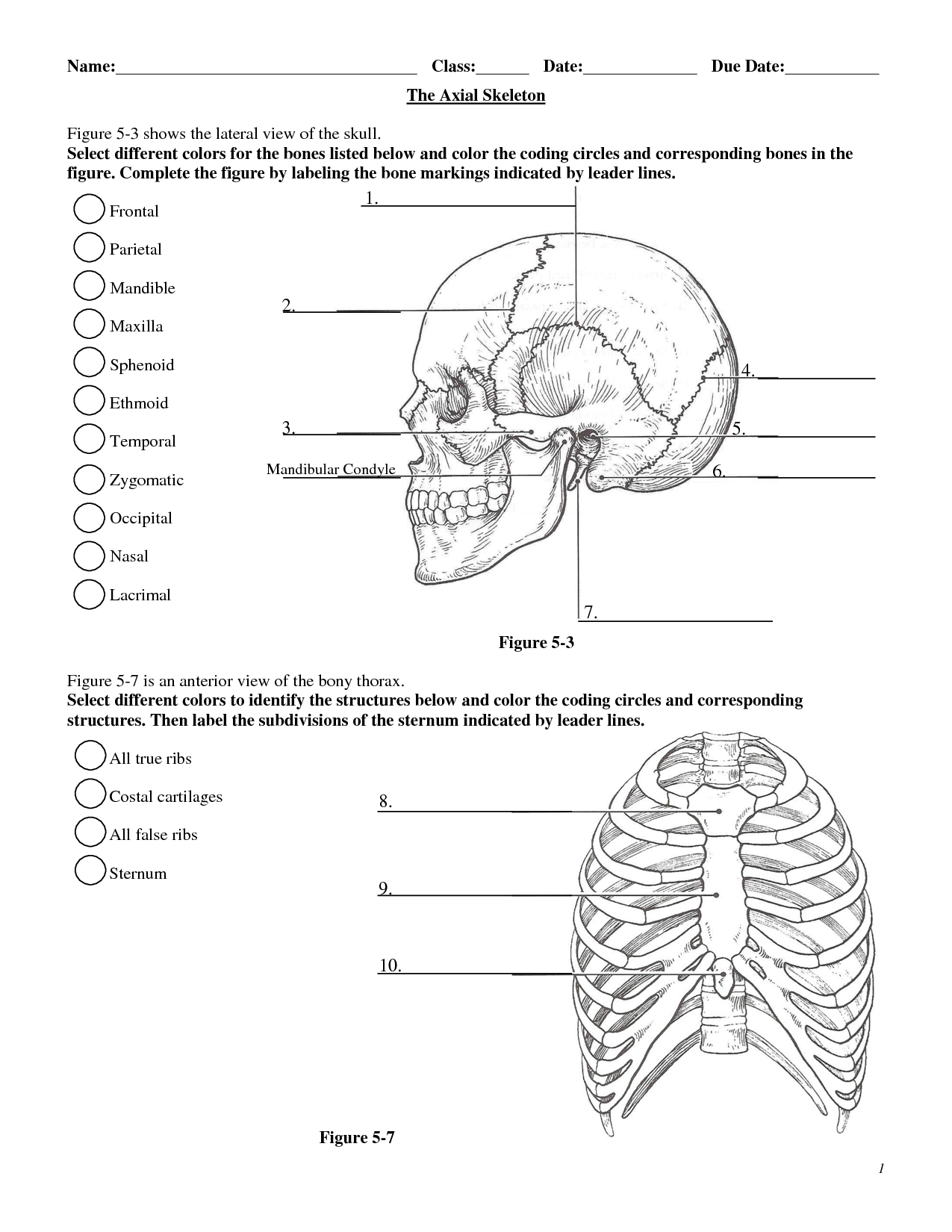 Anatomy Labeling Worksheets - Google Search | I Heart Anatomy | Anatomy And Physiology Printable Worksheets