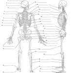Anatomy Labeling Worksheets   Google Search | I Heart Anatomy | Free Printable Human Anatomy Worksheets