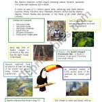 Facts About Amazon Rainforest   Esl Worksheetathos466 | Rainforest Printable Worksheets