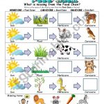 Food Chain Worksheet   Esl Worksheetslvrwolf | Food Chain Printable Worksheets