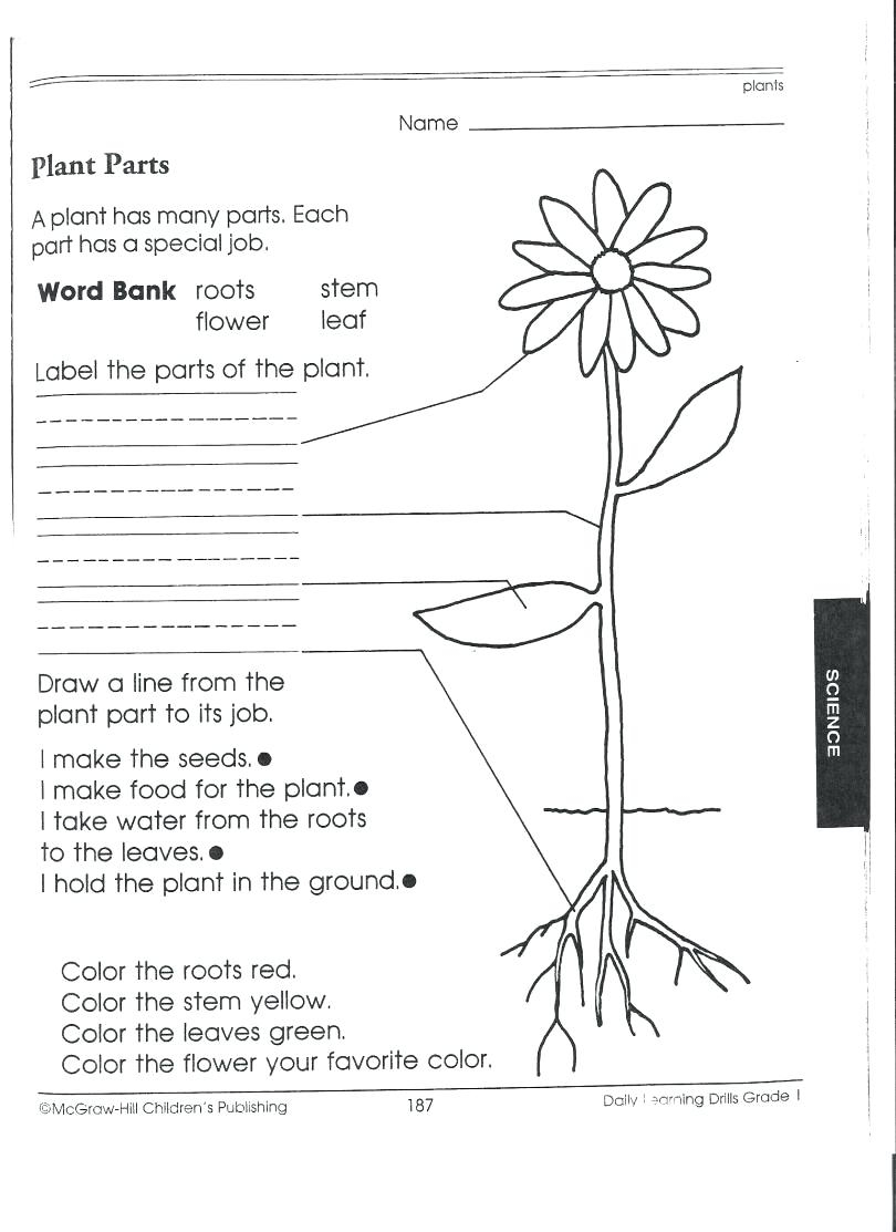 Food Coloring Flower Experiment Worksheet | Bahangit.co | Celery Experiment Printable Worksheet