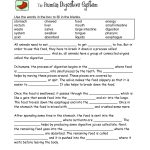 Food Digestion Worksheets | Digestive System Worksheets   Free | Free Printable Biology Worksheets For High School