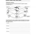 Food Webs And Food Chains Worksheet | Food Chain Printable Worksheets