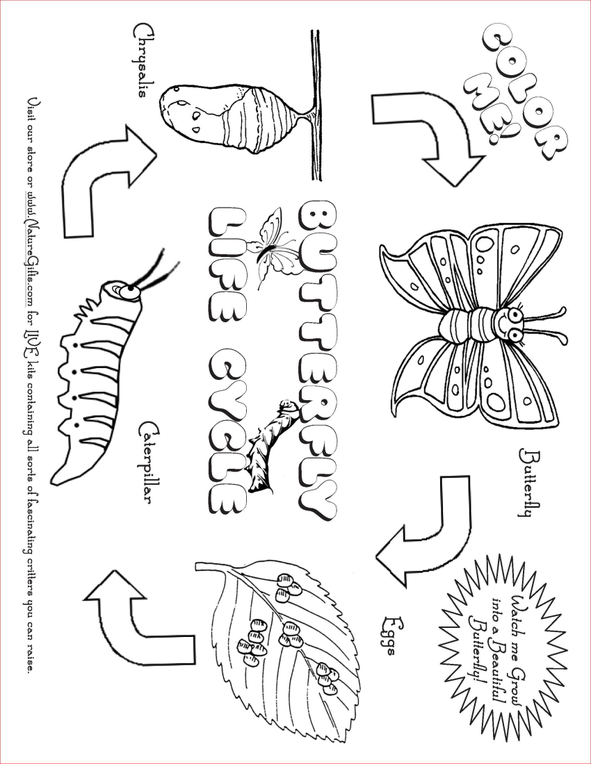 Free Butterfly Coloring Pages: Butterfly Life Cycle | Free Plant Life Cycle Worksheet Printables
