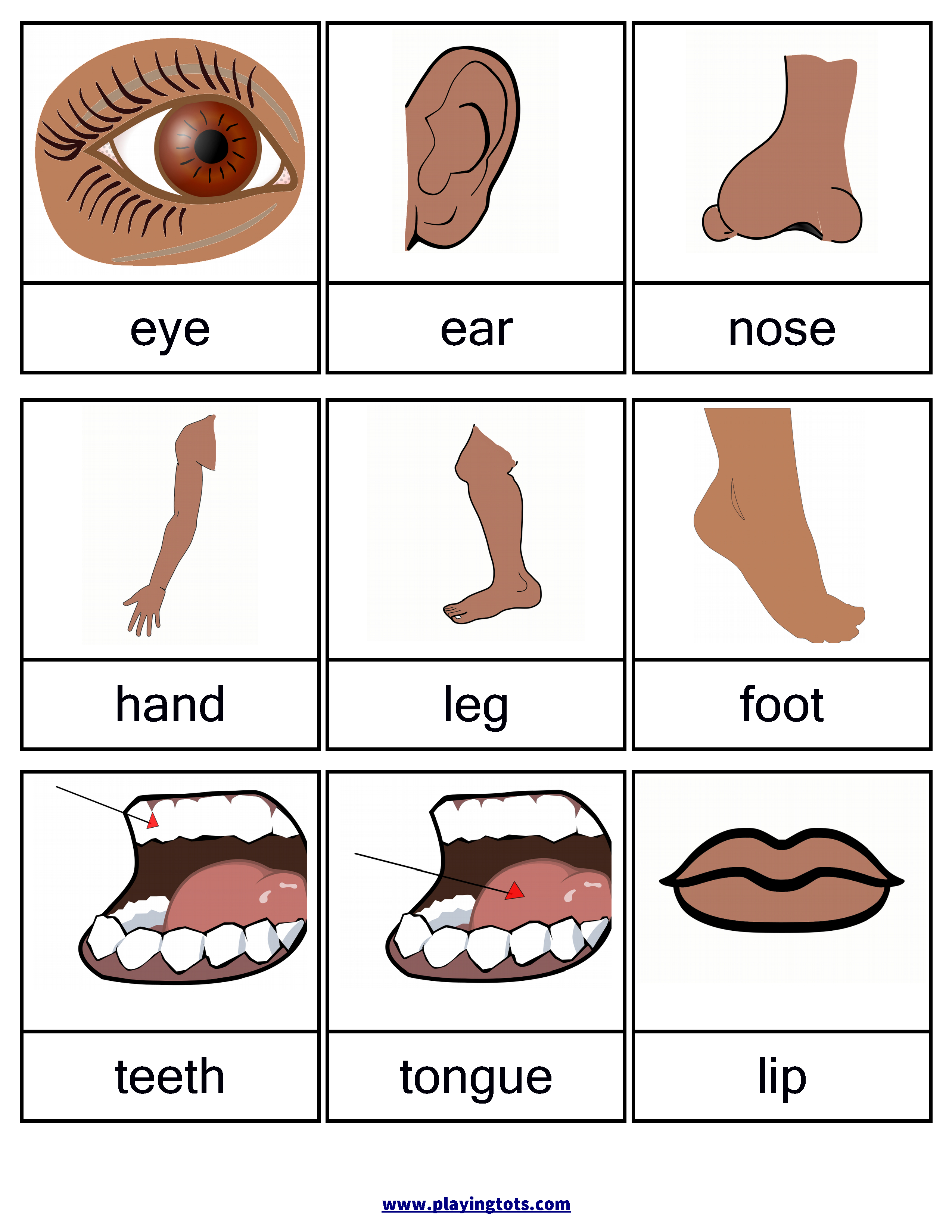Free Printable Body Parts Flashcards | Free Printable For Learning | Free Printable Worksheets Preschool Body Parts