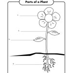Free Printable First Grade Science Worksheets | Worksheets For Gia | Printable Science Worksheets