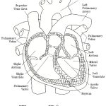 Heart Diagram Labeled Worksheet   Google Search | Home School | Heart Diagram Printable Worksheet