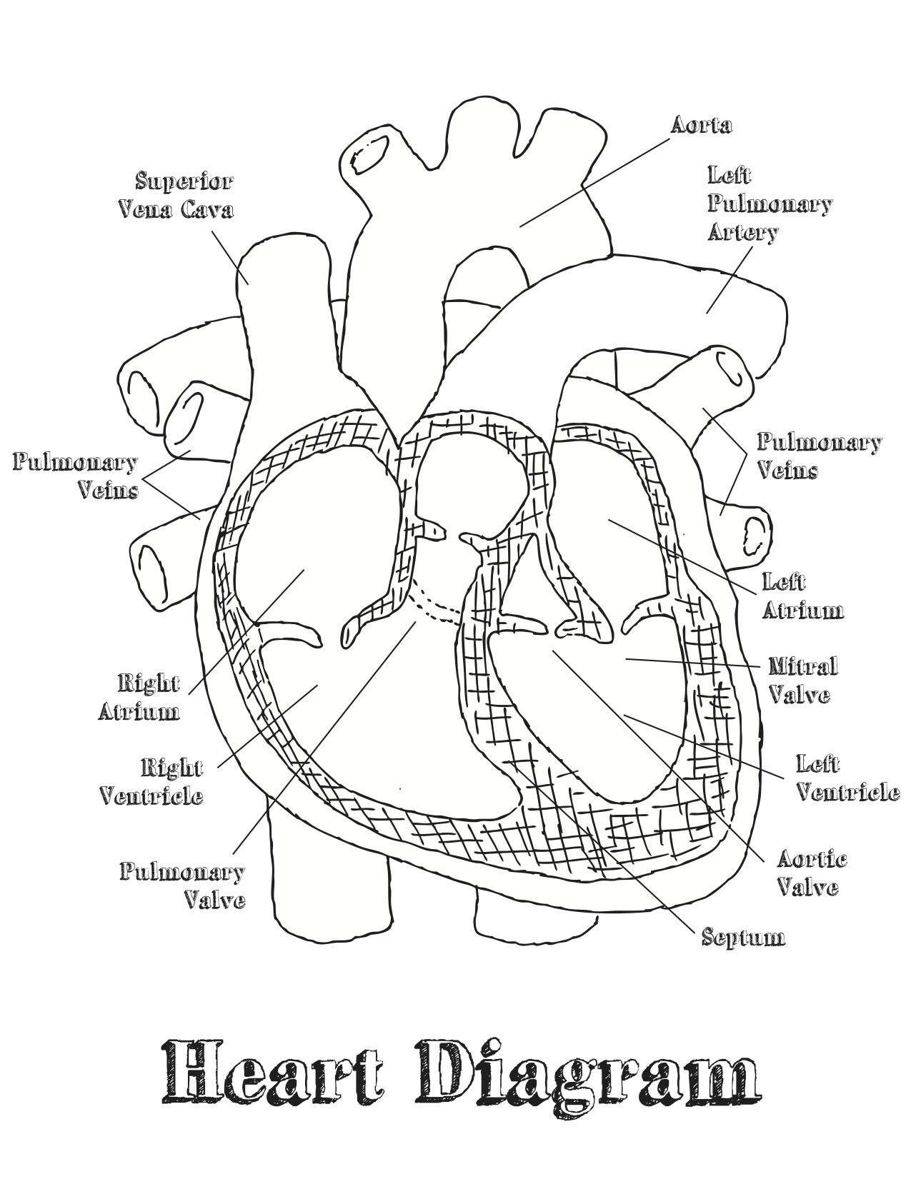 Heart Diagram Labeled Worksheet - Google Search | Home School | Heart Diagram Printable Worksheet