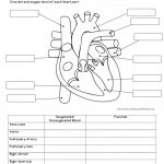 Human Anatomy Labeling Worksheets Human Body System Labeling   Free | Free Printable Human Anatomy Worksheets
