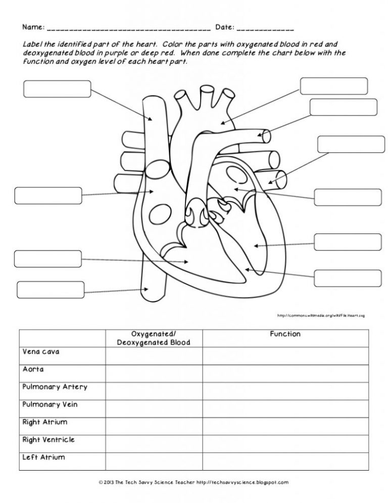 Human Anatomy Labeling Worksheets Human Body System Labeling Free Free Printable Human 2673