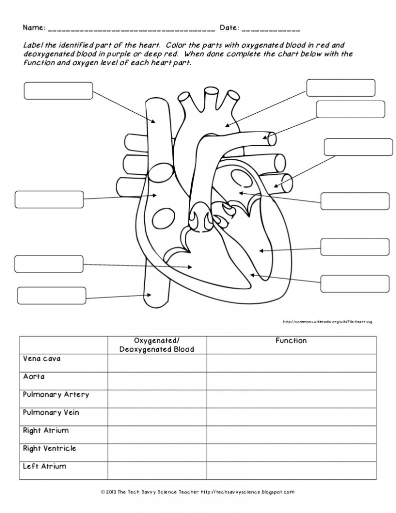 Human Anatomy Labeling Worksheets Human Body System Labeling - Free | Free Printable Human Anatomy Worksheets