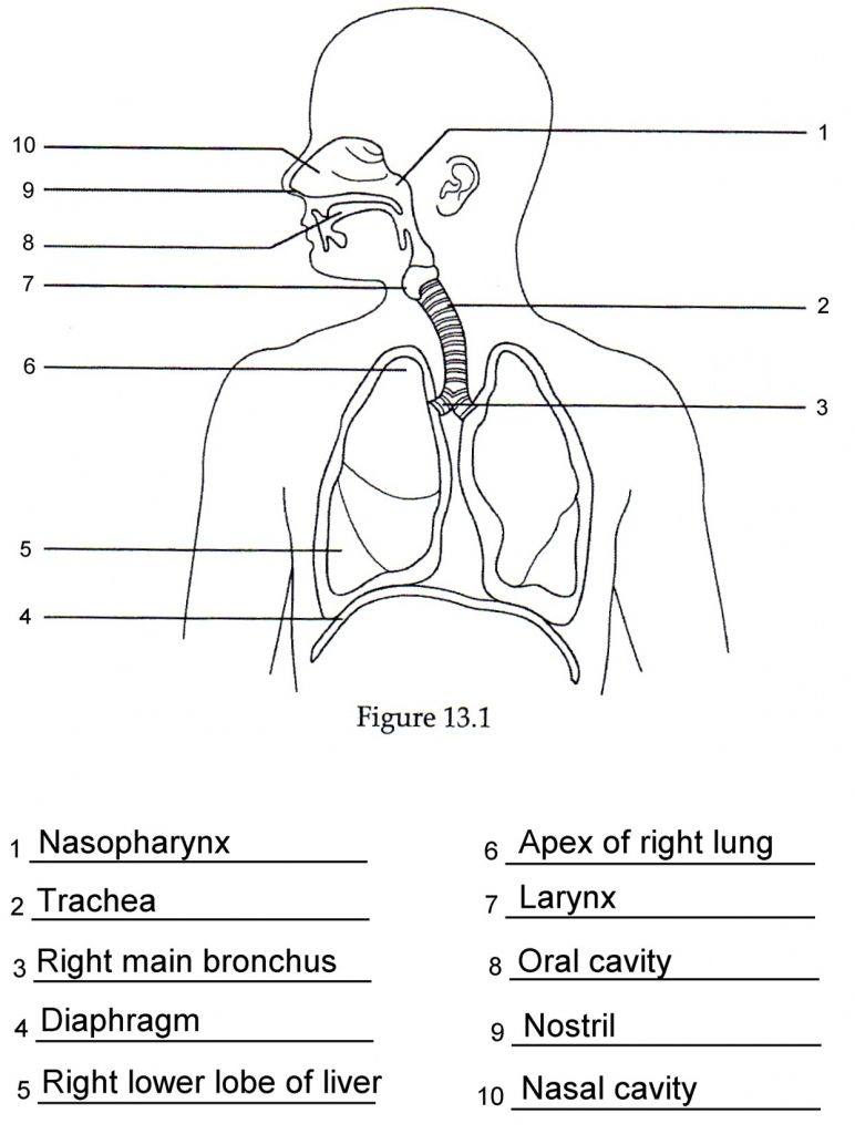 Human Anatomy Labeling Worksheets Respiratory Anatomy Labeling Quiz | Printable Worksheets On The Lungs