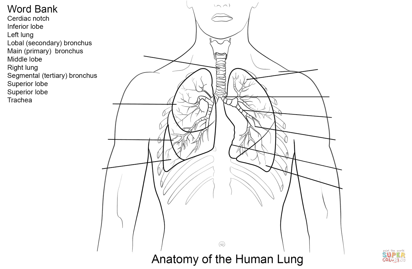 Respiratory System Coloring Page Coloring Home Printable Worksheets