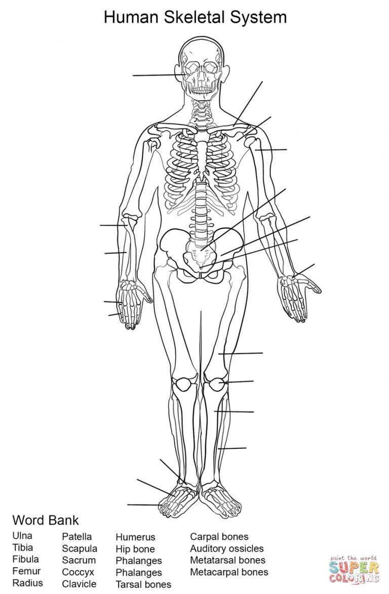 Human Skeletal System Worksheet Coloring Page | Free Printable | Human ...