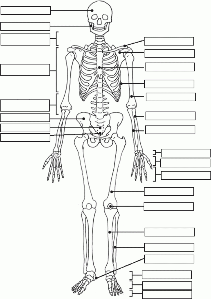 Human Skeleton Quiz Printable | Tenderness.co | Human Skeleton Printable Worksheet
