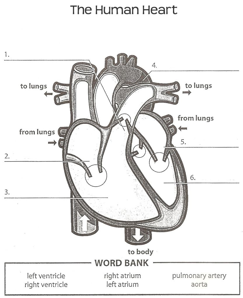 Heart Diagram Printable Worksheet Printable Worksheets