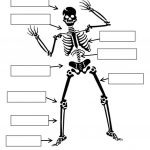 Label The Skeleton Worksheet   Free Esl Printable Worksheets Made | Human Skeleton Printable Worksheet