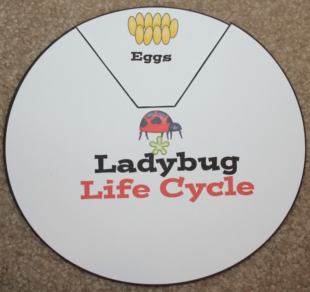 Ladybug Life Cycle Printables &amp;amp; Activities | Free Printable Ladybug Life Cycle Worksheets