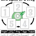 Life Cycle Of A Frog" Free Printable Worksheet | Amphibians | Frog | Life Cycle Of A Frog Free Printable Worksheets