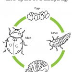 Life Cycle Of A Ladybug Coloring Page | Free Printable Coloring Pages | Free Printable Ladybug Life Cycle Worksheets