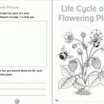 Life Cycle Of A Plant Coloring Page   Coloring Home | Free Plant Life Cycle Worksheet Printables