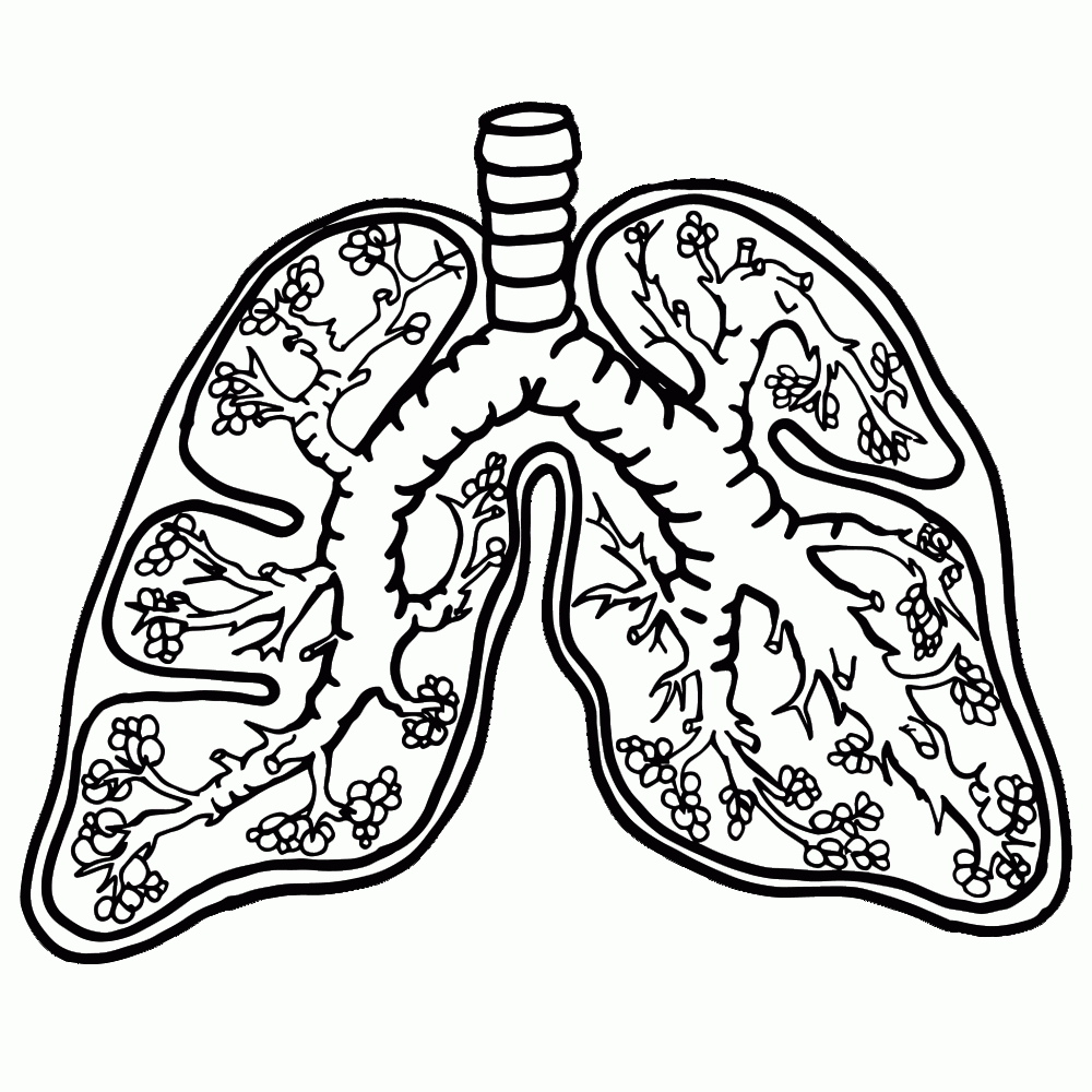 Lungs Clipart - Homeschool Clipart | Printable Worksheets On The Lungs