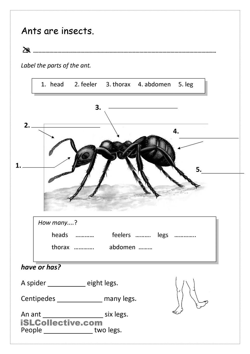 Pinalleyce Pang On Science | Ants, Ant Insect, Insects | Ant Worksheets Printables