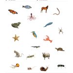 Pinteacher Timo On Classifying Animals | Classes Of Vertebrates | Free Printable Worksheets On Vertebrates And Invertebrates