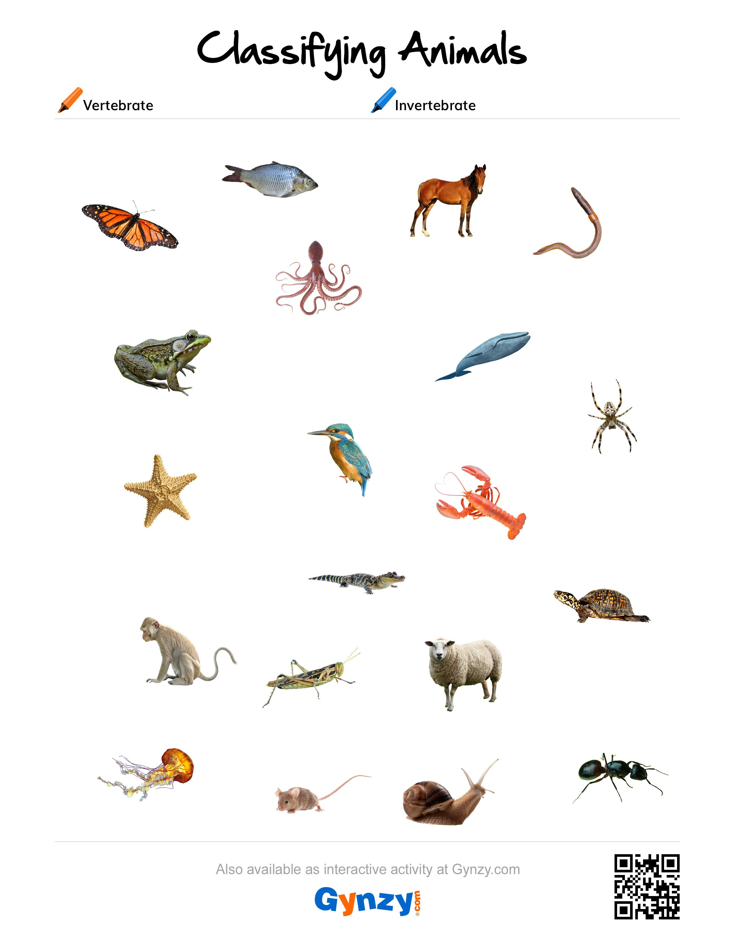 Pinteacher Timo On Classifying Animals | Classes Of Vertebrates | Free Printable Worksheets On Vertebrates And Invertebrates