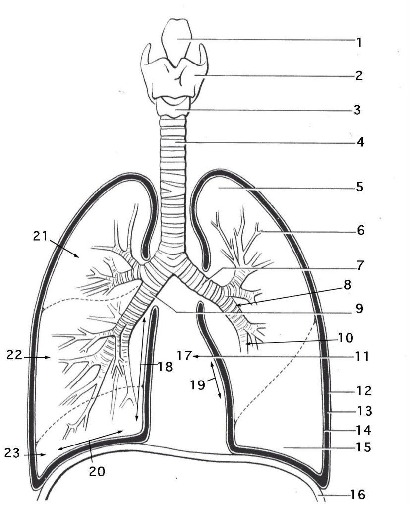Respiratory System Coloring Sheets
