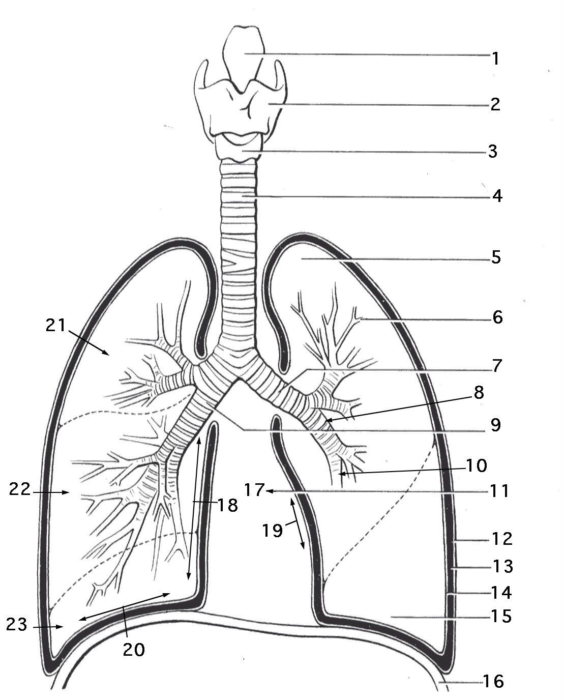 Respiratory System Coloring Page Coloring Home Printable Worksheets 