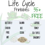 The Activity Mom   Life Cycles Printable   The Activity Mom | Free Printable Ladybug Life Cycle Worksheets