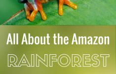 Rainforest Printable Worksheets