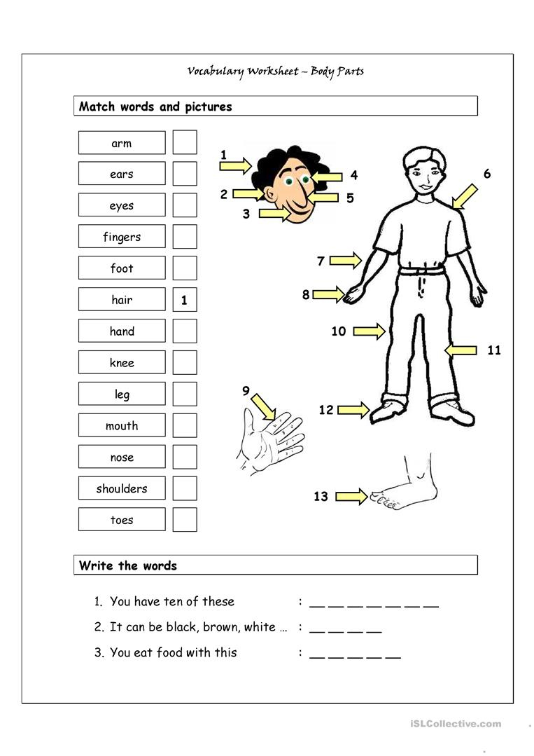 Vocabulary Matching Worksheet - Body Parts (1) Worksheet - Free Esl | Free Printable Worksheets Kindergarten Body Parts