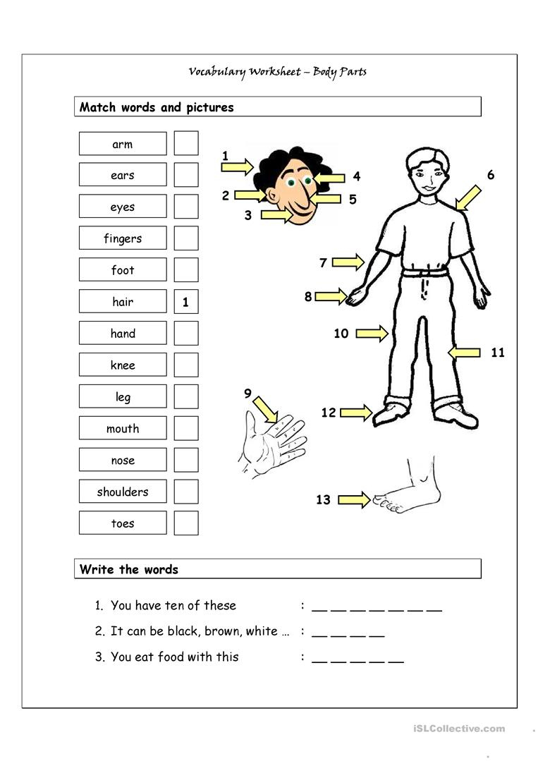 Free Printable Worksheets Kindergarten Body Parts Printable Worksheets