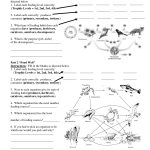 Worksheets On Food Chains And Food Webs | Science | Food Web | Food Chain Printable Worksheets