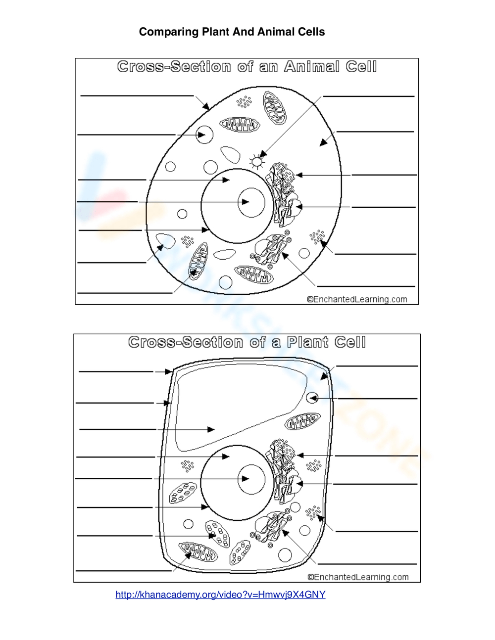Animal Cell Worksheets &amp;amp; Printable | Free Printable Animal Cell Worksheets