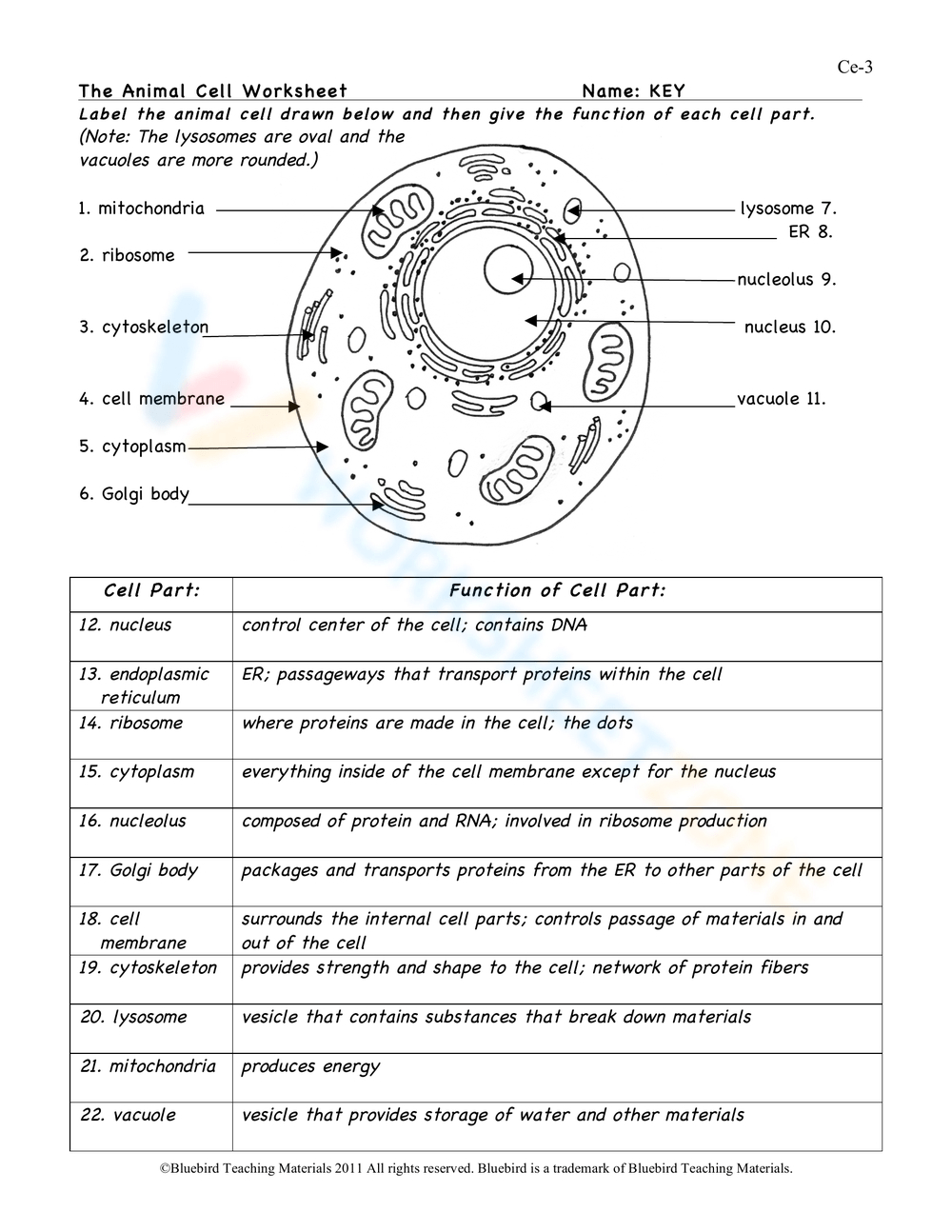 Animal Cell Worksheets &amp;amp; Printable | Free Printable Animal Cell Worksheets