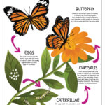 Back To School | The Life Cycle Of A Butterfly | Printables – Free | Printable Butterfly Life Cycle Worksheet