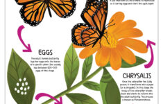 Back To School | The Life Cycle Of A Butterfly | Printables – Free | Printable Butterfly Life Cycle Worksheet