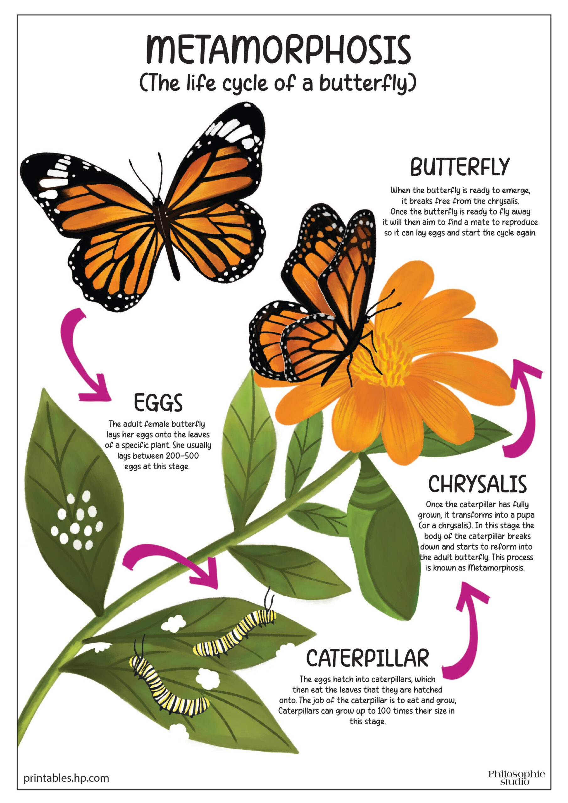 Back To School | The Life Cycle Of A Butterfly | Printables - Free | Printable Butterfly Life Cycle Worksheet