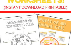Best Free Animal Cell Worksheets: With Answers &amp; Easy Print! - The | Free Printable Cell Worksheets