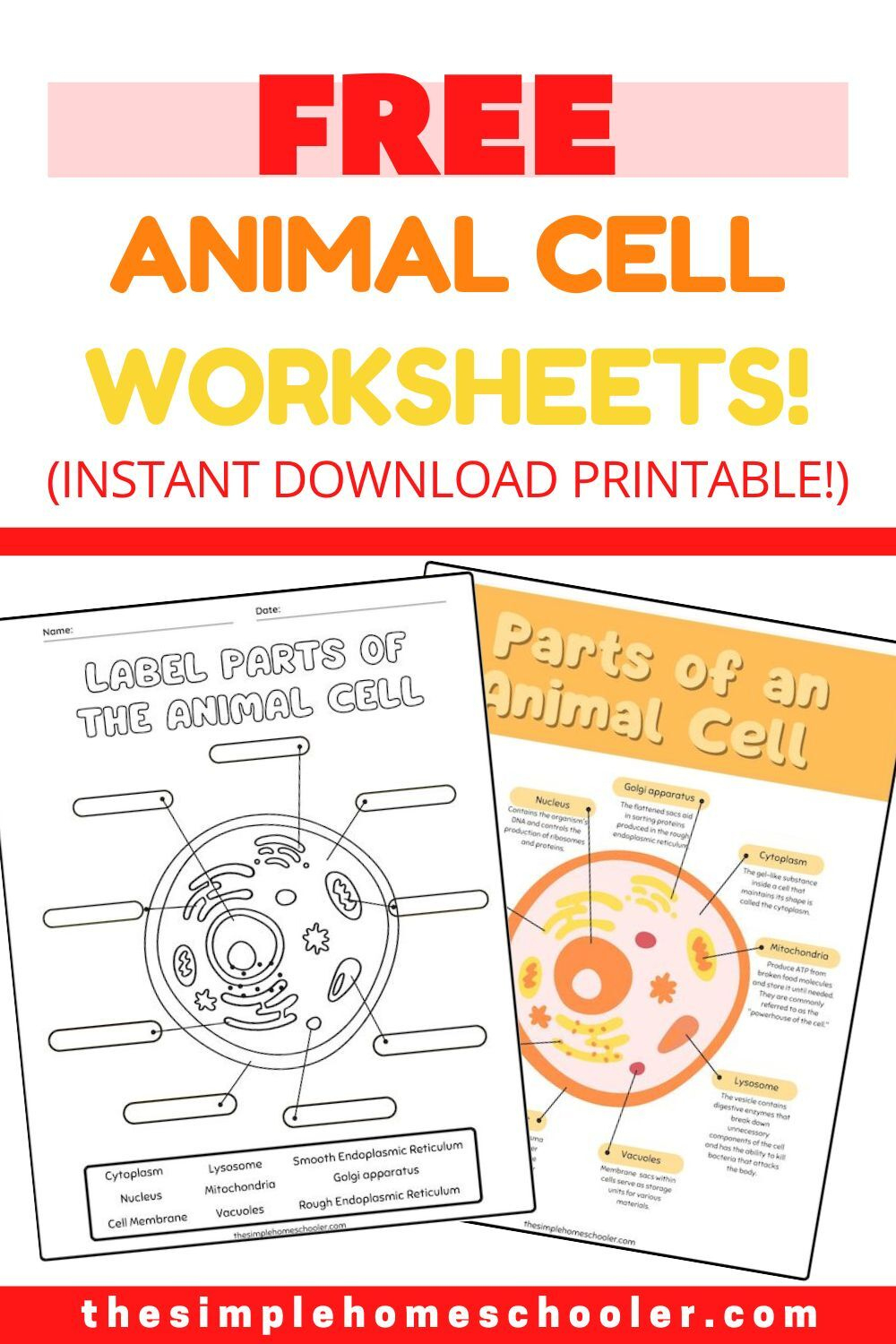 Best Free Animal Cell Worksheets: With Answers &amp;amp; Easy Print! - The | Free Printable Cell Worksheets