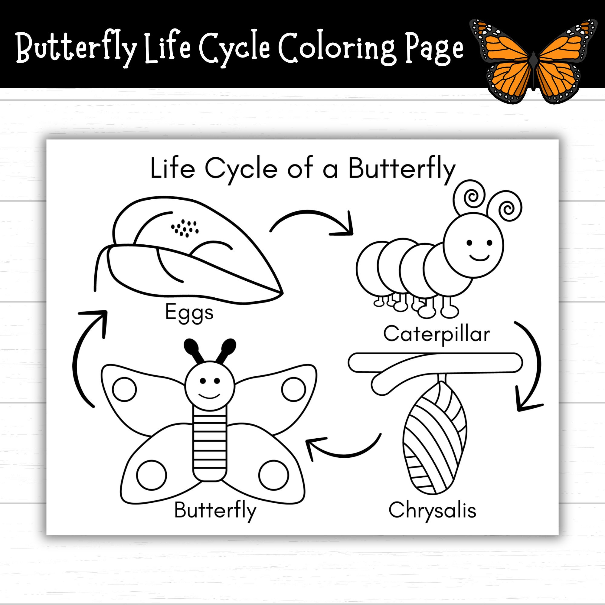 Butterfly Life Cycle Coloring Page, Printable Life Cycle Of A | Printable Butterfly Life Cycle Worksheet