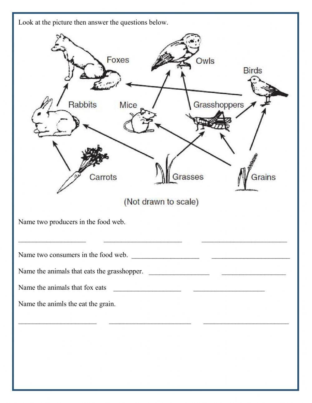 Food Chain And Food Web Interactive Worksheet | Live Worksheets | Food Web Printable Worksheets
