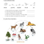Food Web And Food Chain Worksheet | Live Worksheets – Worksheets | Food Web Printable Worksheets