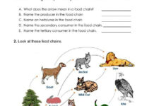 Food Web And Food Chain Worksheet | Live Worksheets – Worksheets | Food Web Printable Worksheets