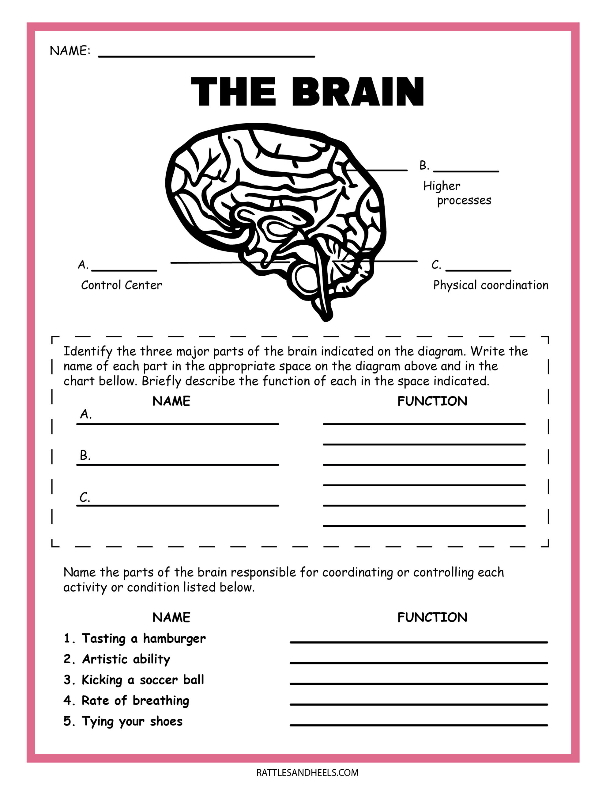 Free Science Worksheets| The Nervous System - | Free Printable Second Grade Science Worksheets