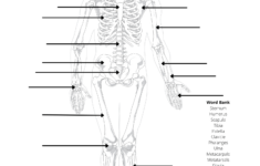 Human Anatomy Worksheets And Study Guides - Worksheets Library | Printable Anatomy Labeling Worksheets