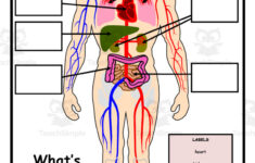 Human Body Label Worksheet | Printable Anatomy Labeling Worksheets